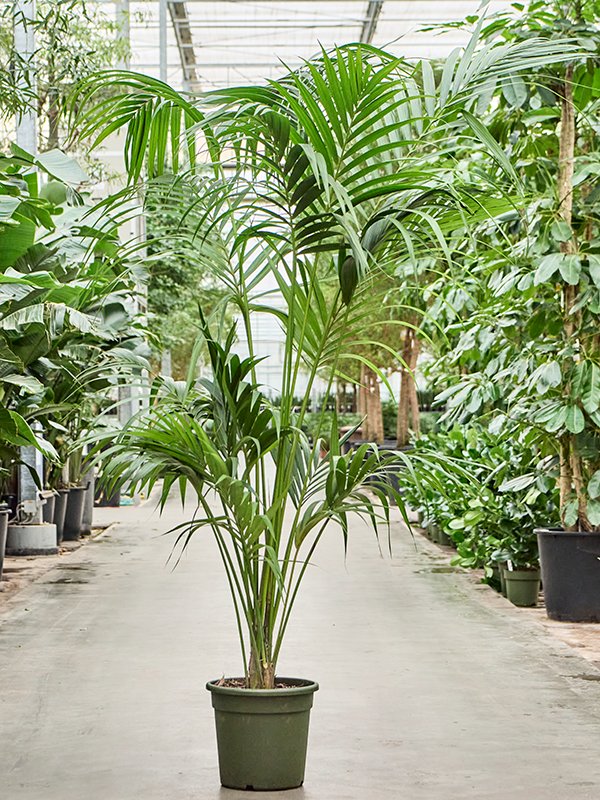 Lush Sentry Palm Kentia (Howea) forsteriana Indoor House Plants