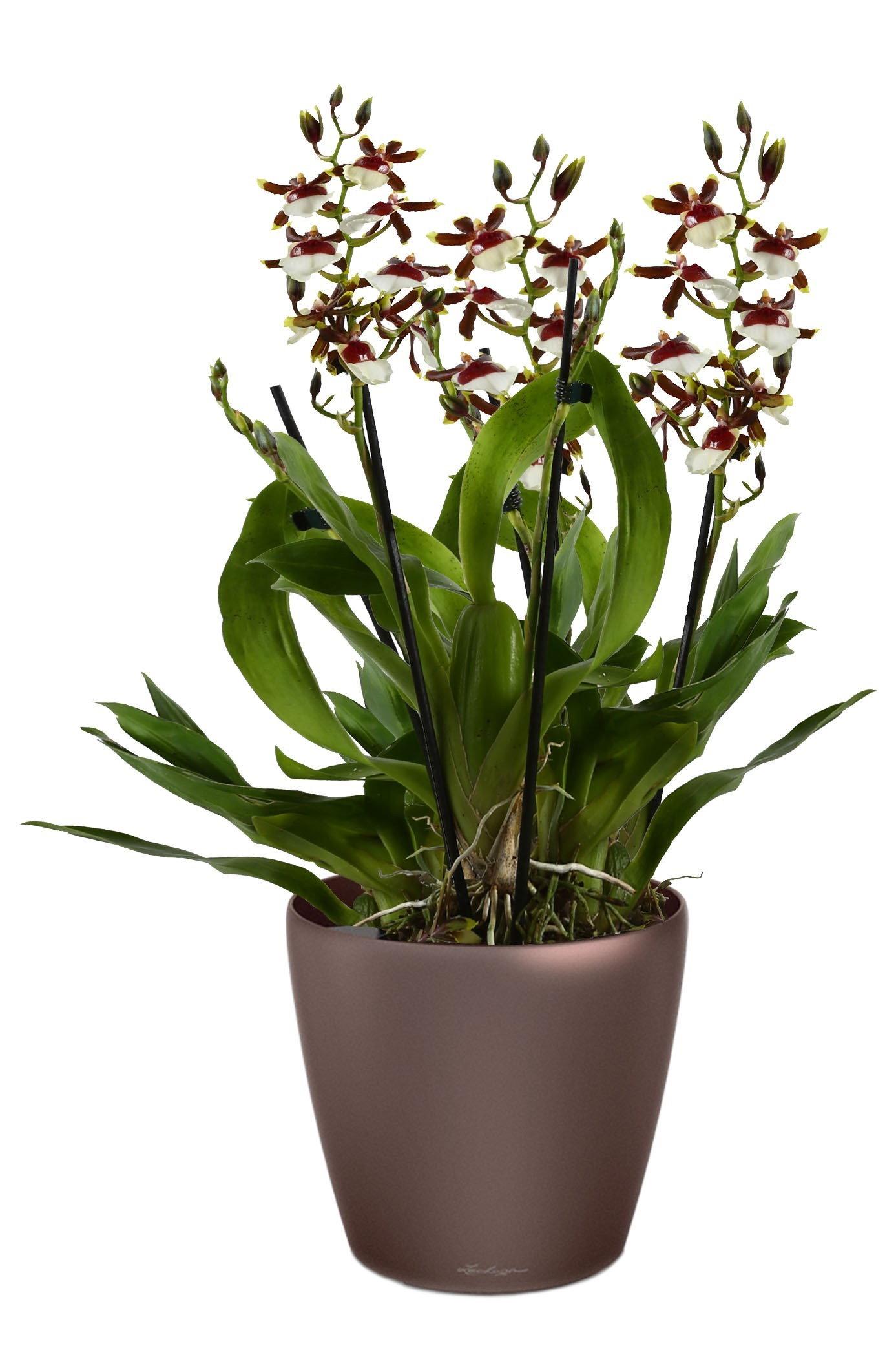 Blooming Oncidium Orchid in LECHUZA CLASSICO LS Self-watering Planter, Total Height 65 cm