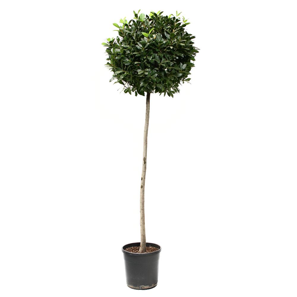 Lush Bay Tree Bay tree standard (Laurus Nobilis) Outdoor Live Plant