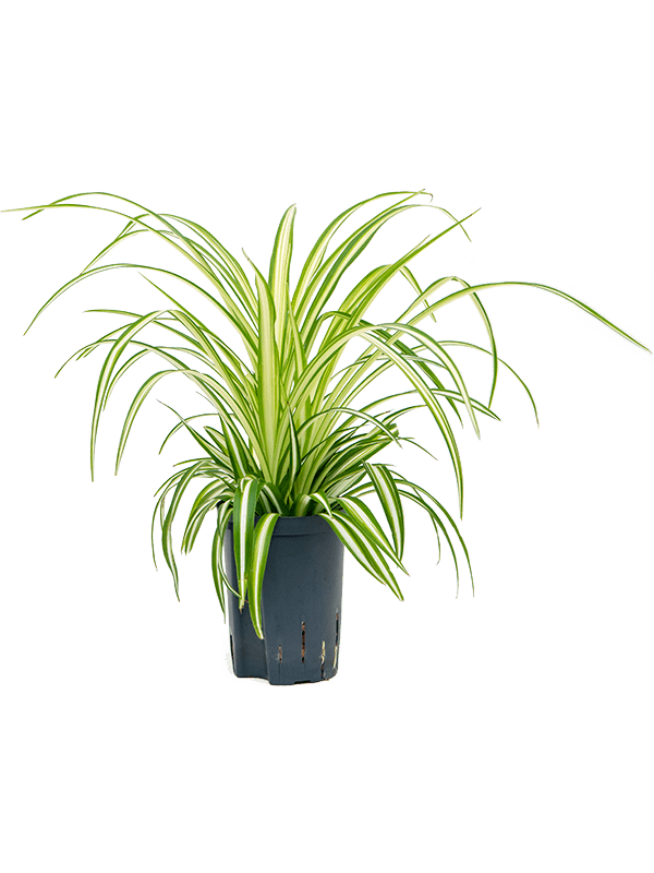 Cheerful Spider Plant Chlorophytum comosum 'Variegatum' Spider Plant Indoor House Plants
