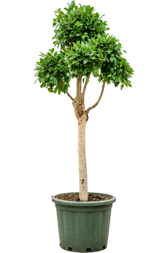 Lush Weeping Fig Ficus microcarpa ‘Nitida’ Tall Indoor House Plants Trees