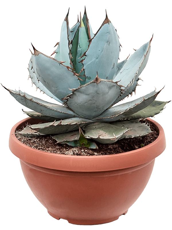 Easy-Care Chalk Agave titanota 'White Ice' Indoor House Plants