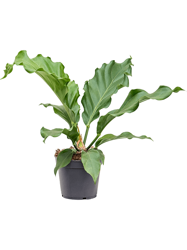 Fancy Flamingo Flower Anthurium plowmanii 'Storm' Indoor House Plants