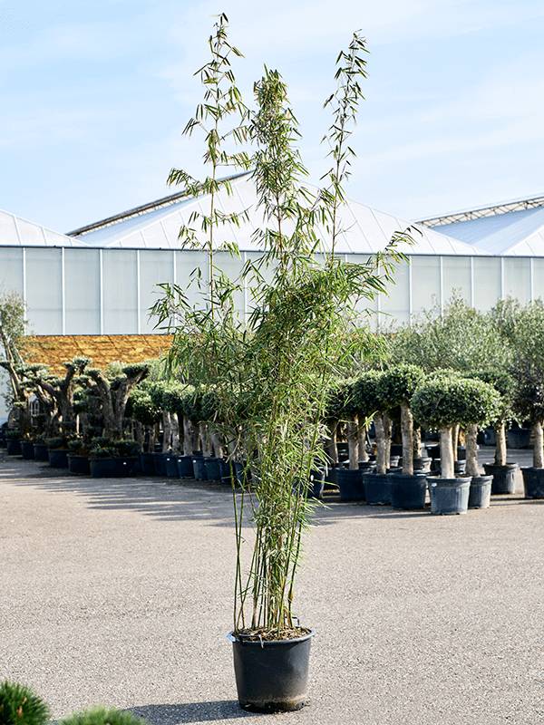 hedera helix gelb bunt Efeu 'Goldheart' - Hedera helix Goldheart