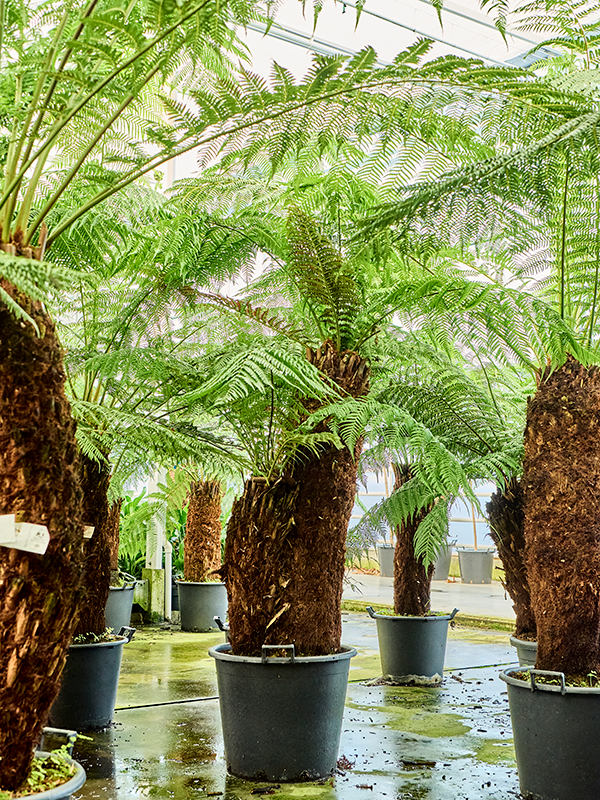 Lush Soft Tree Fern Dicksonia antarctica Tall Indoor House Plants Trees