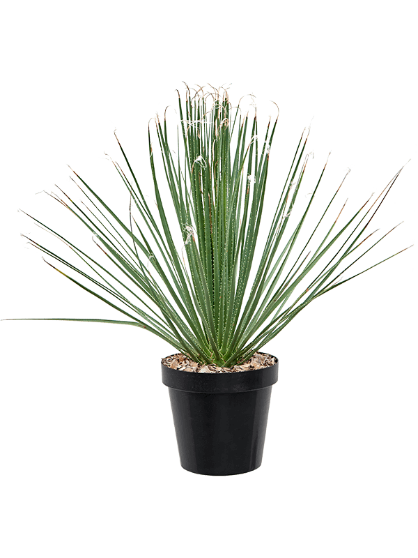 Easy-Care Deset Spoon Dasylirion serratifolium Indoor House Plants
