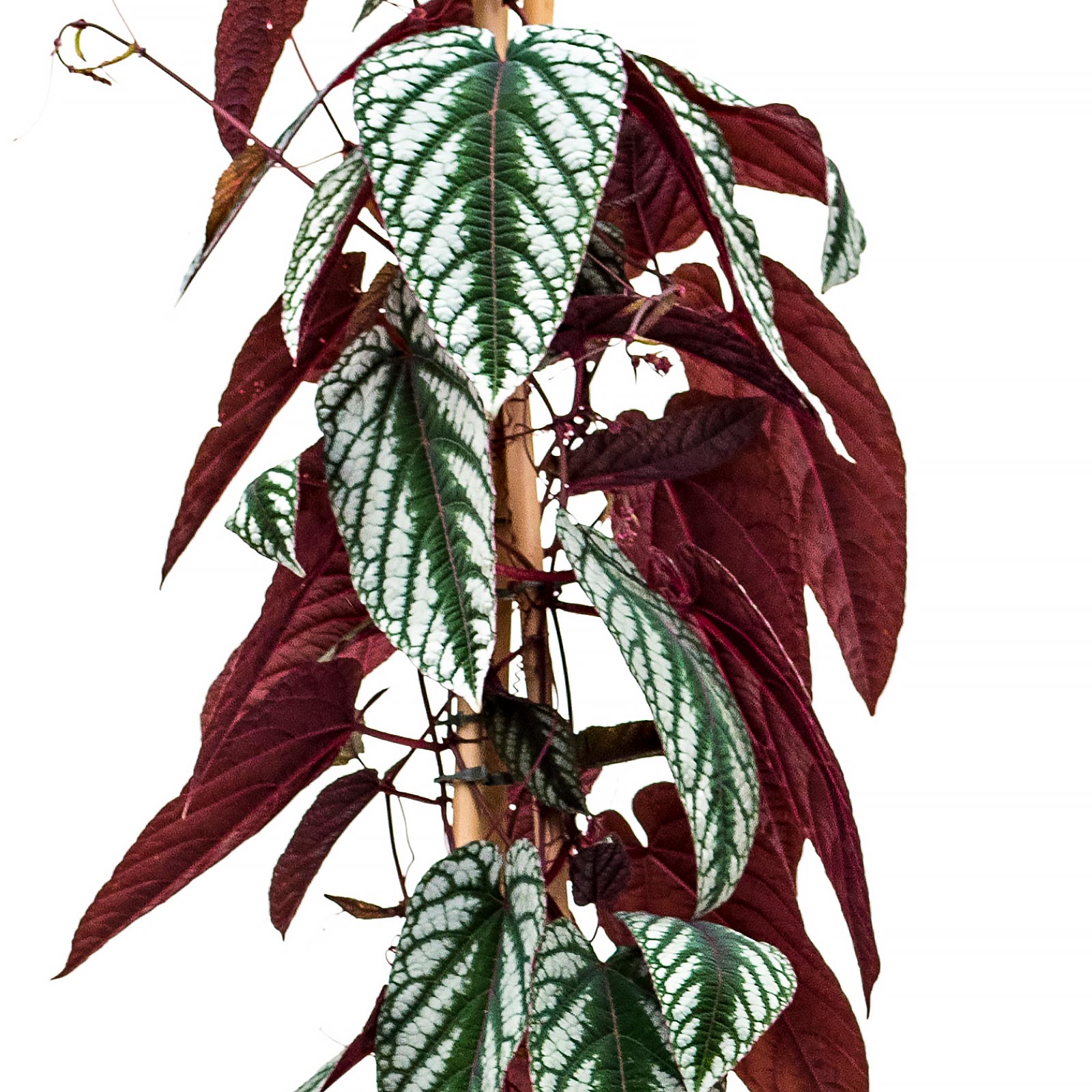 Striking Grape Ivy Cissus discolor Indoor House Plants