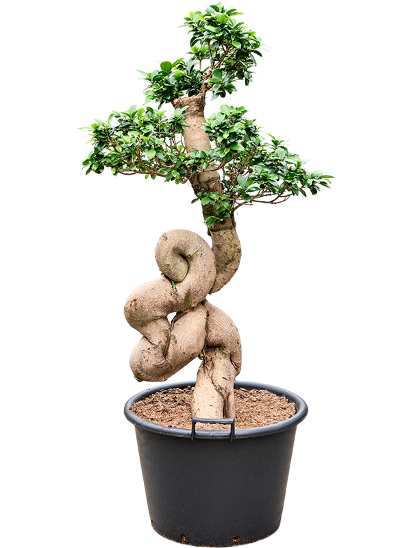 Lush Curtain Fig Ficus microcarpa 'Compacta' Tall Indoor House Plants Trees