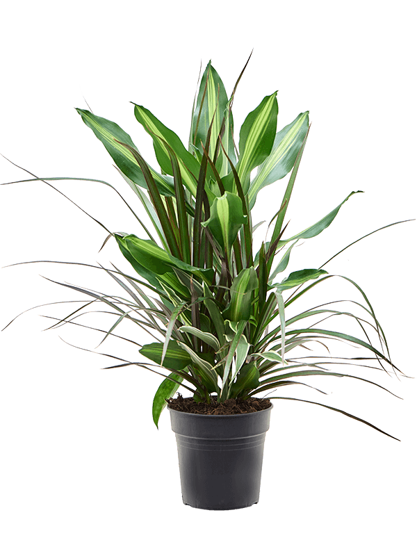 Easy-Care Corn Plant Dracaena combo Tall Indoor House Plants Trees