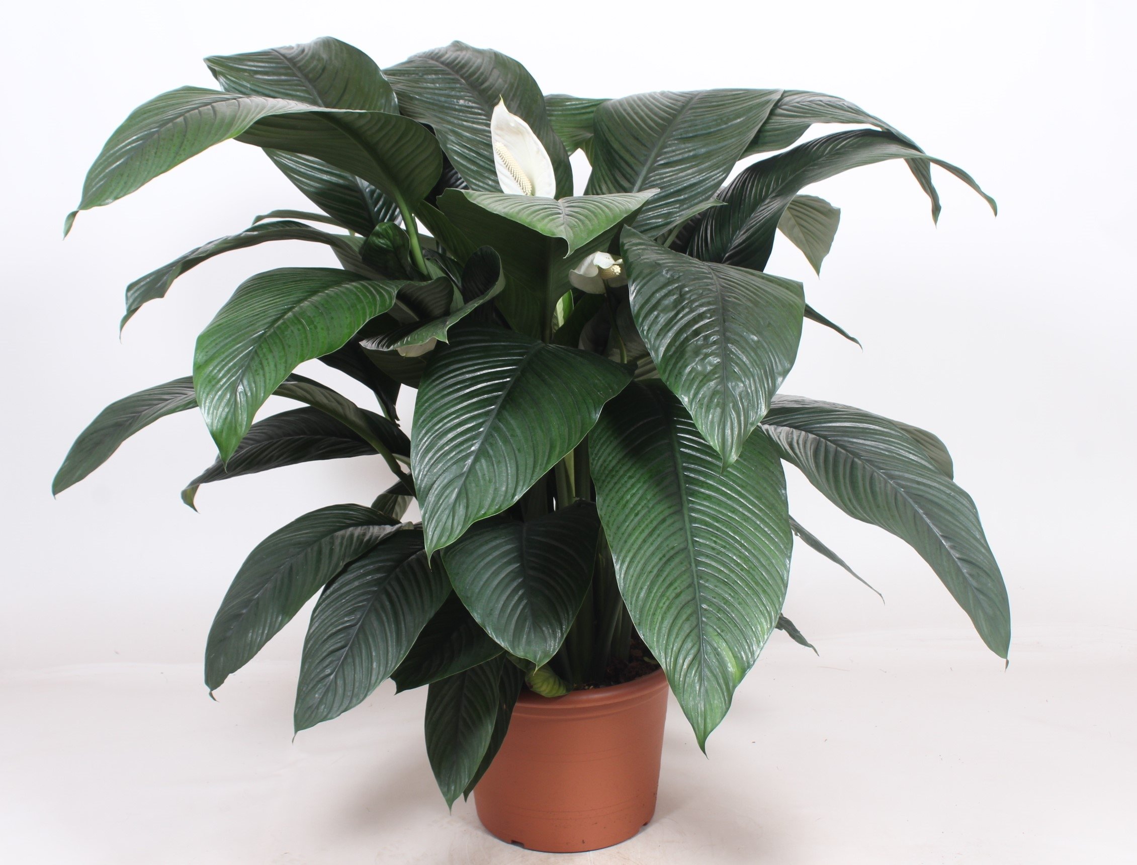 Lush Peace Lily Spathiphyllum 'Sensation' Indoor House Plants