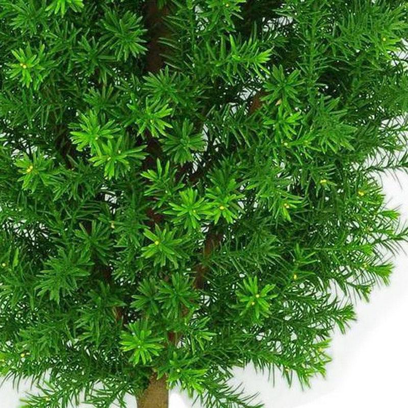 TAXUS Artificial Tree Plant