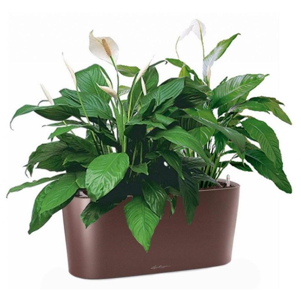 Blooming Spathiphyllum Sweet Chico in LECHUZA DELTA Self-watering Planter, Total Height 50 cm