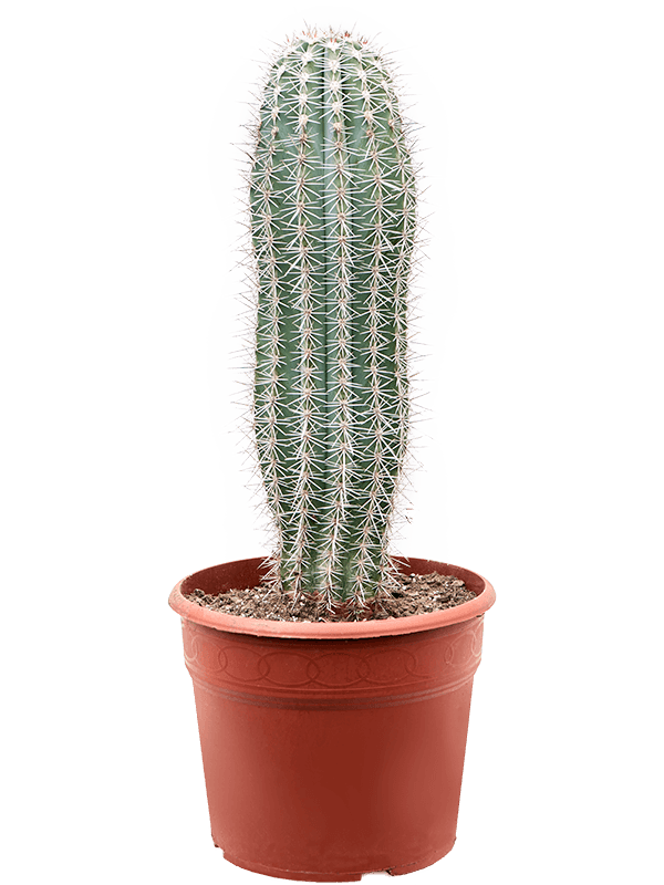 Easy-Care Mexican Giant Cactus Pachycereus pringlei Indoor House Plants