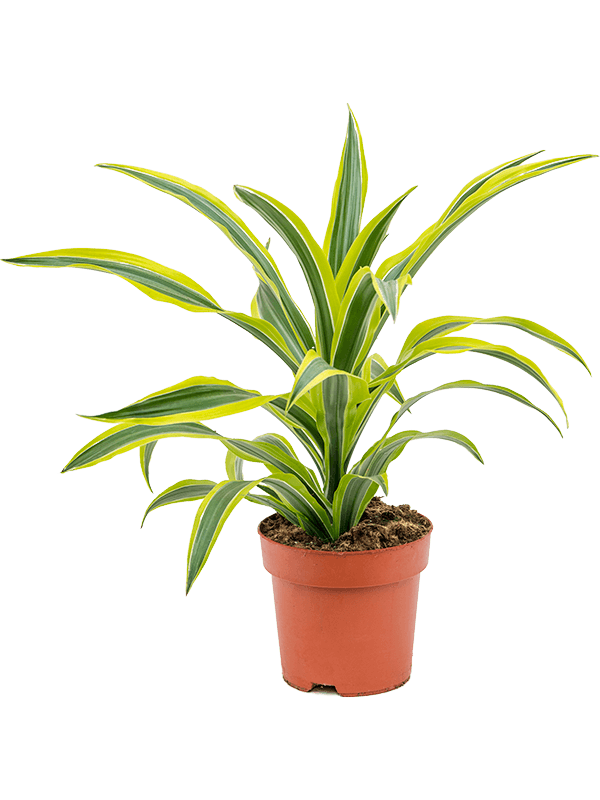 Colorful Corn Plant Dracaena fragrans 'Lemon Lime' Tall Indoor House Plants Trees