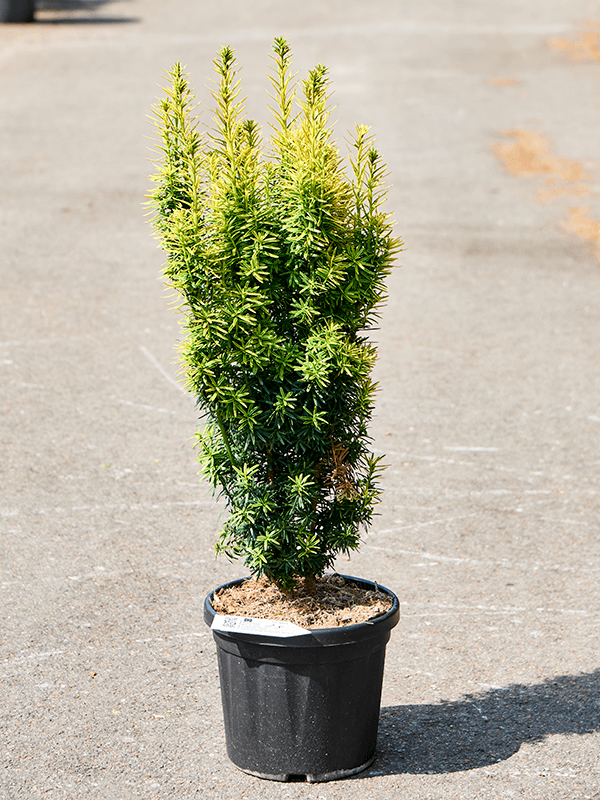 Photogenic English Yew Taxus baccata 'Fastigiata David' Outdoor Plants