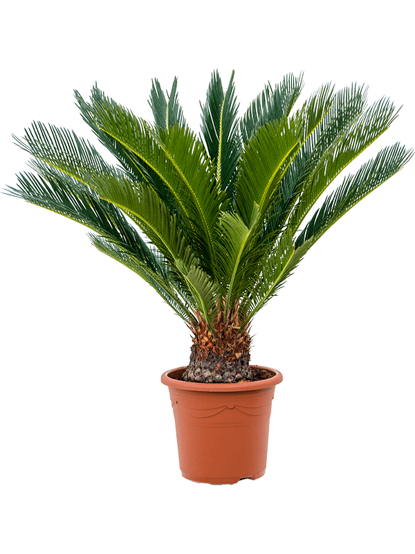 Sago Palm Cycas revoluta