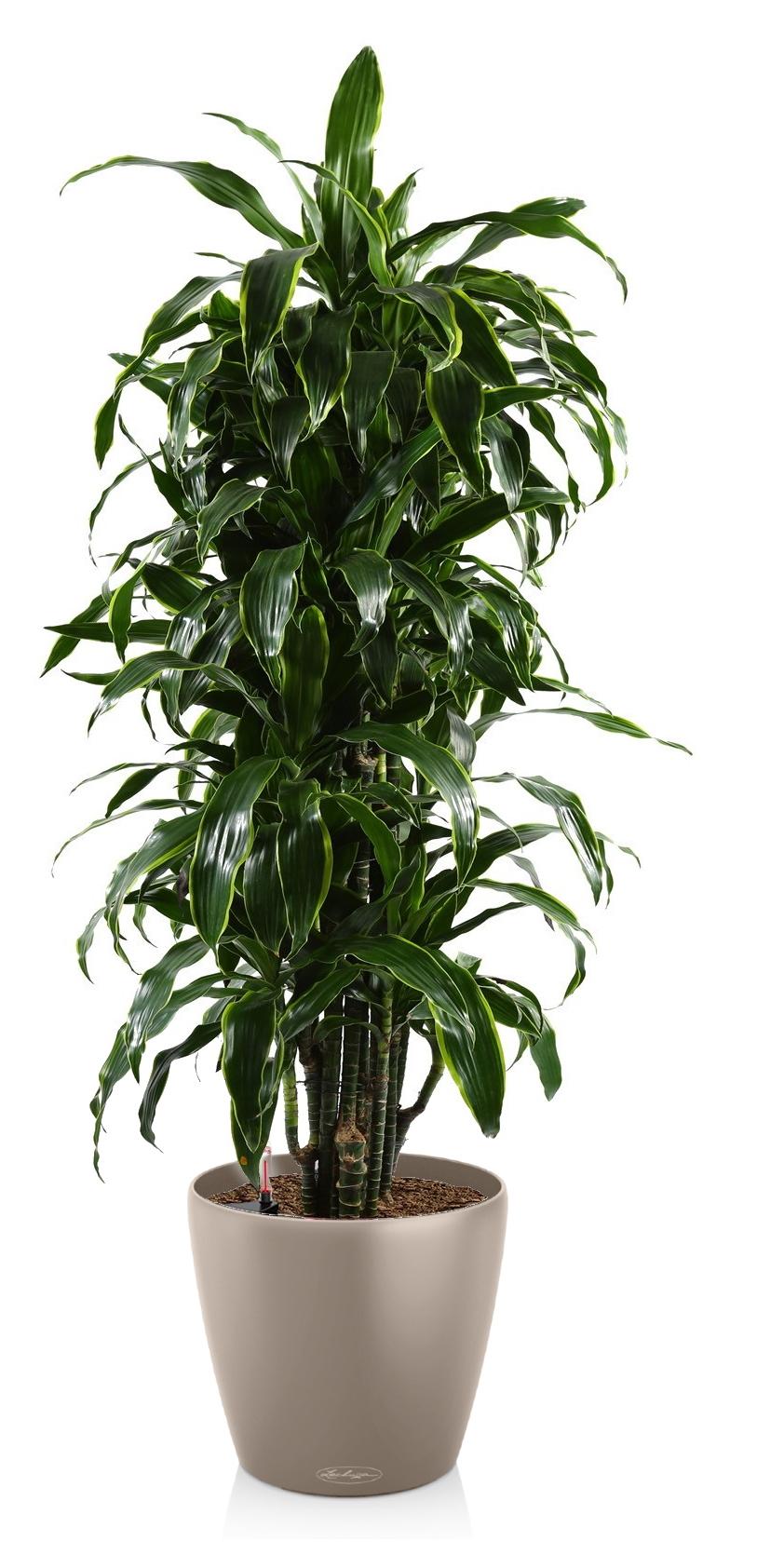 Dracaena Fragrans Arturo in LECHUZA CLASSICO Color Self-watering Planter, Total Height 160 cm