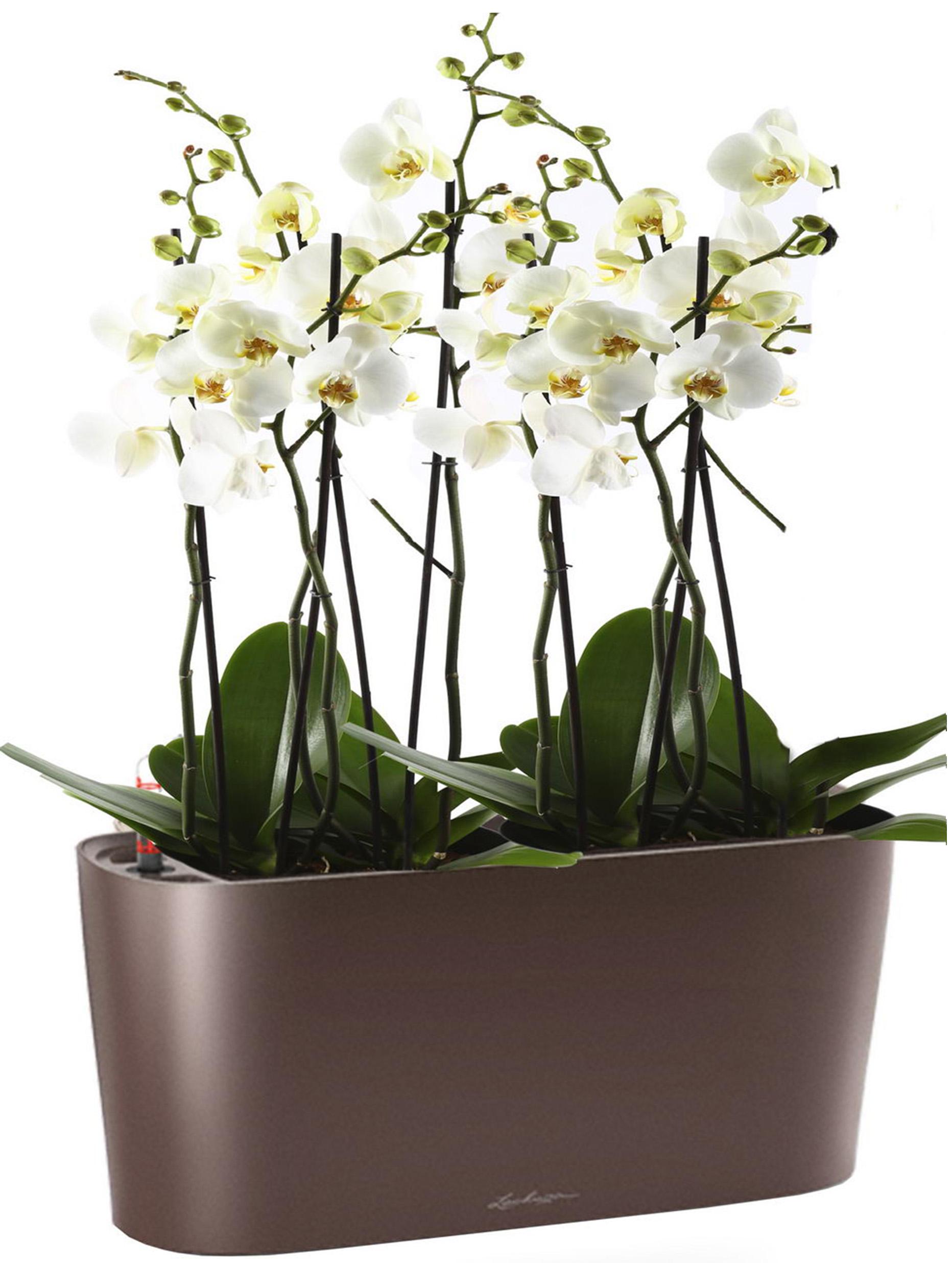 Blooming Phalaenopsis Orchid in LECHUZA DELTA Self-watering Planter, Total Height 60 cm