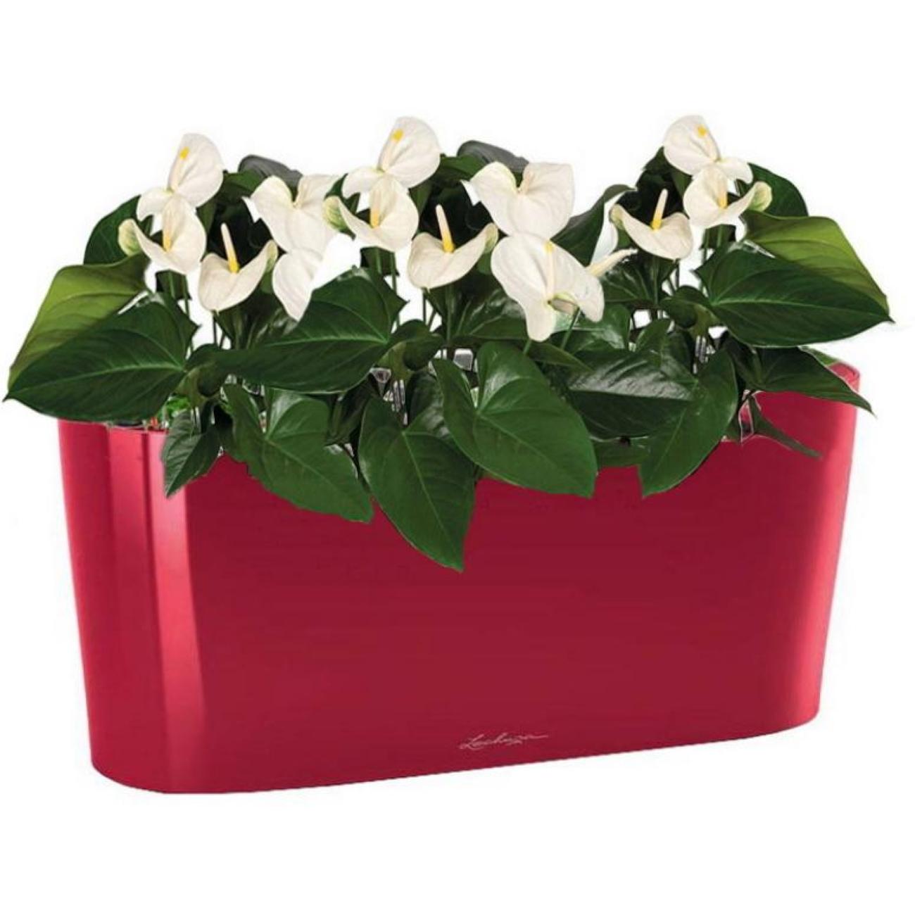 Blooming Anthurium Andraeanum White in LECHUZA DELTA Self-watering Planter, Total Height 45 cm