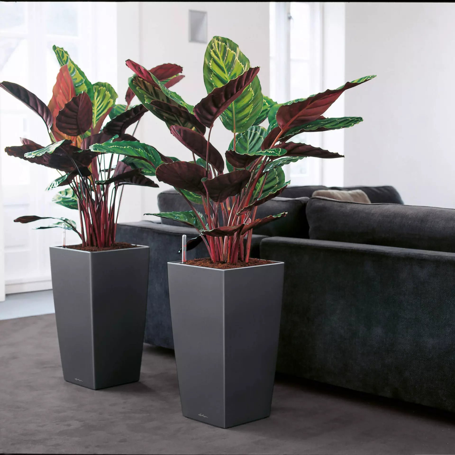 LECHUZA CUBICO Square Tall Poly Resin Self-watering Planter