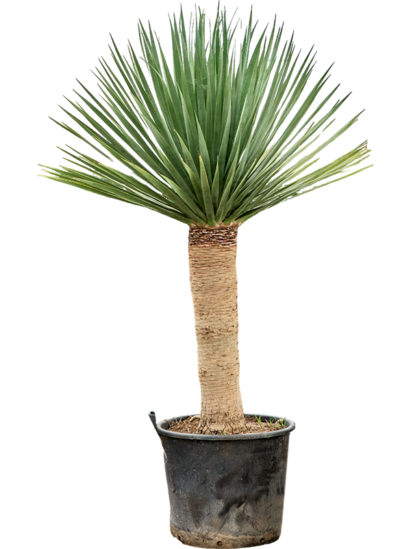 Easy-Care Dragon Tree Dracaena draco 'Compact' Tall Indoor House Plants Trees