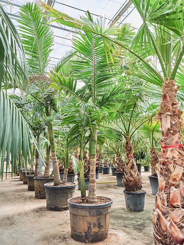 Tropical Alexandra Palm Archontophoenix alexandrae (400-500) Tall Indoor House Plants Trees