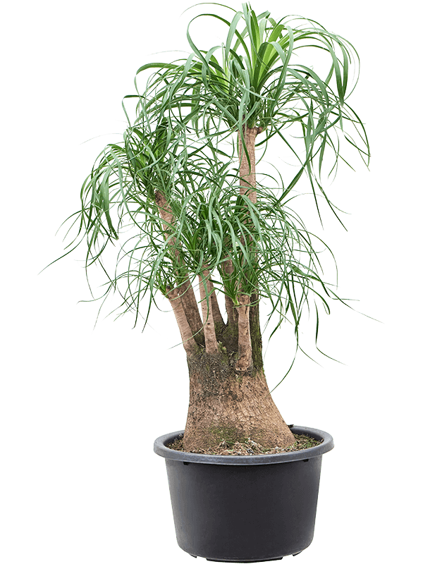 Tropical Ponytail Palm Beaucarnea recurvata Tall Indoor House Plants Trees