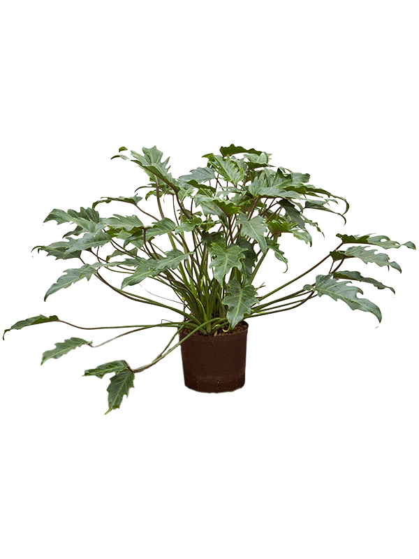 Lush Heart-Leaf Philodendron 'Xanadu' Indoor House Plants