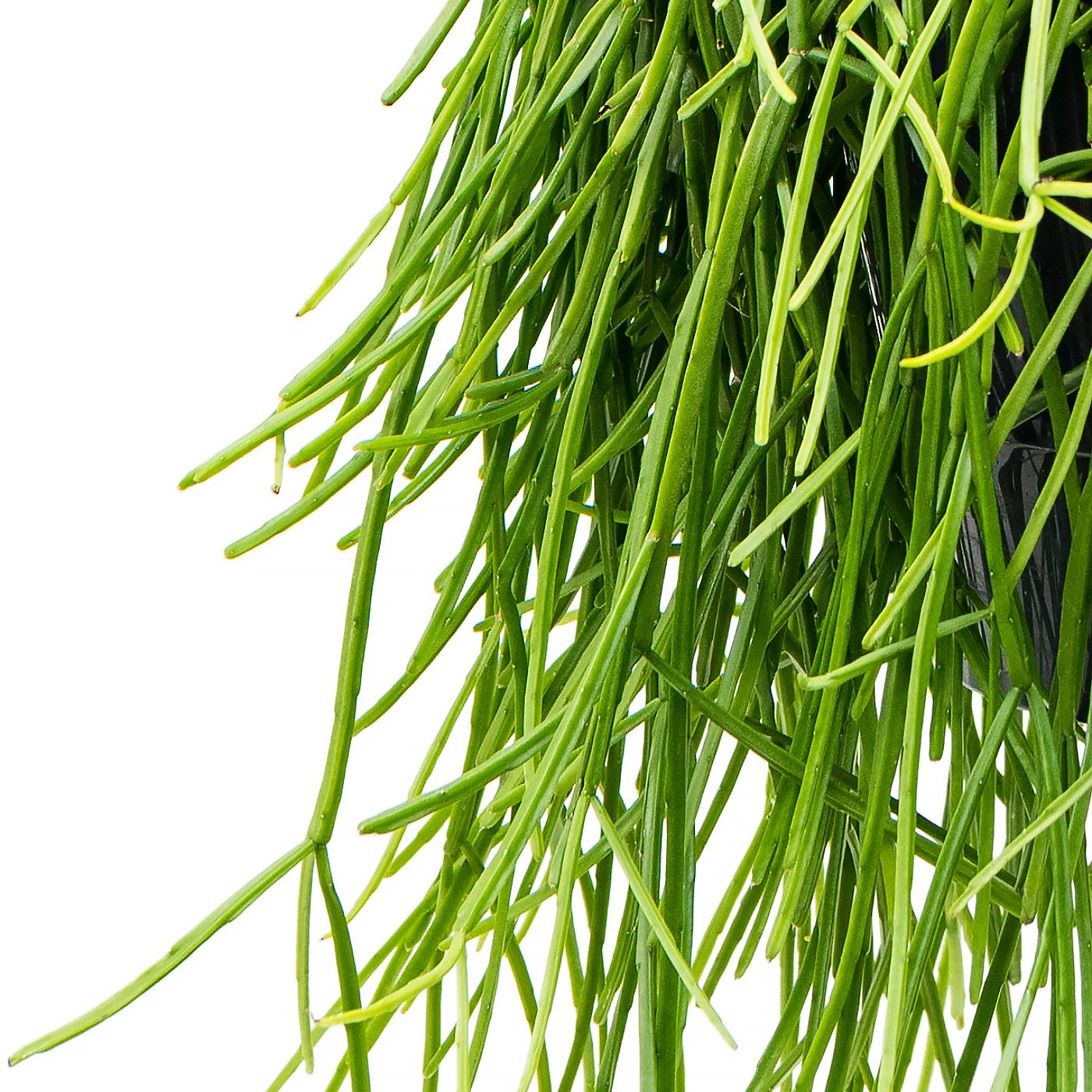 Easy-Care Mistletoe Cactus Rhipsalis kirbergii Indoor House Plants