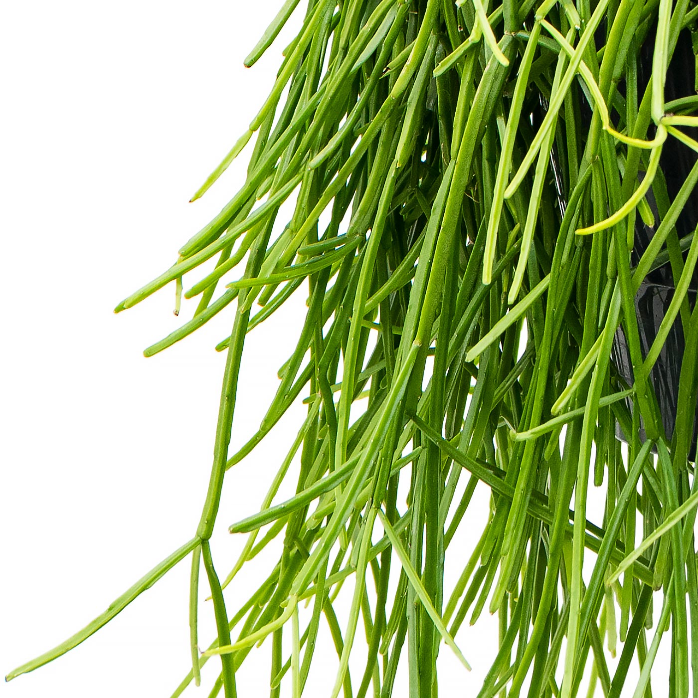 Easy-Care Mistletoe Cactus Rhipsalis kirbergii Indoor House Plants