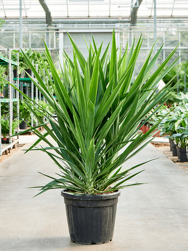 Insta-friendly Spineless Yucca elephantipes Tall Indoor House Plants Trees