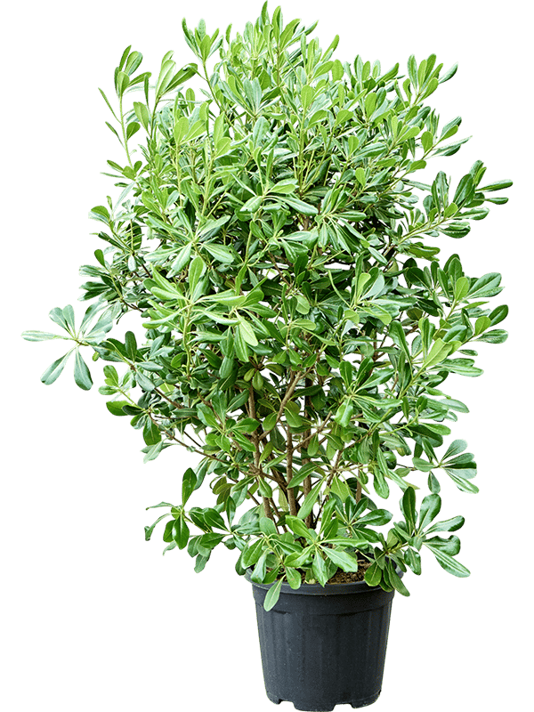 Easy-Care Japanese Mock Orange Pittosporum tobira (120-140) Tall Indoor House Plants Trees