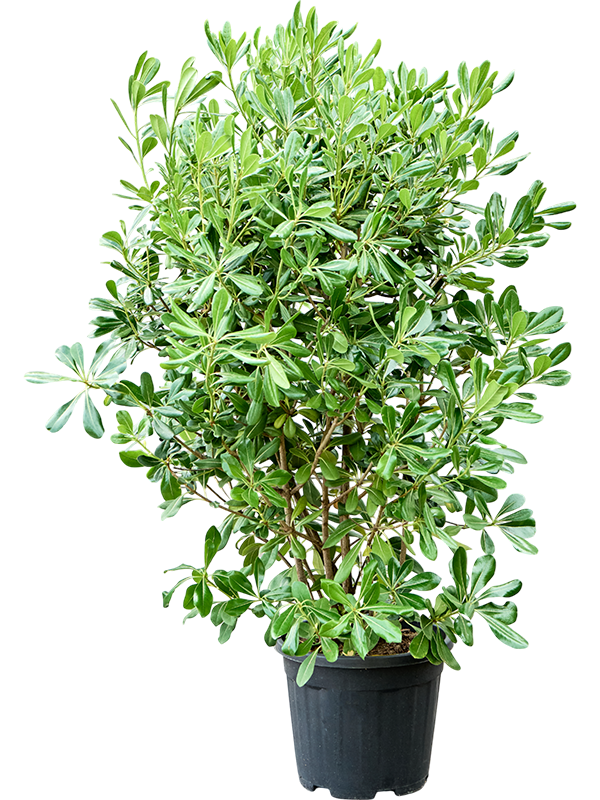 Easy-Care Japanese Mock Orange Pittosporum tobira (120-140) Tall Indoor House Plants Trees
