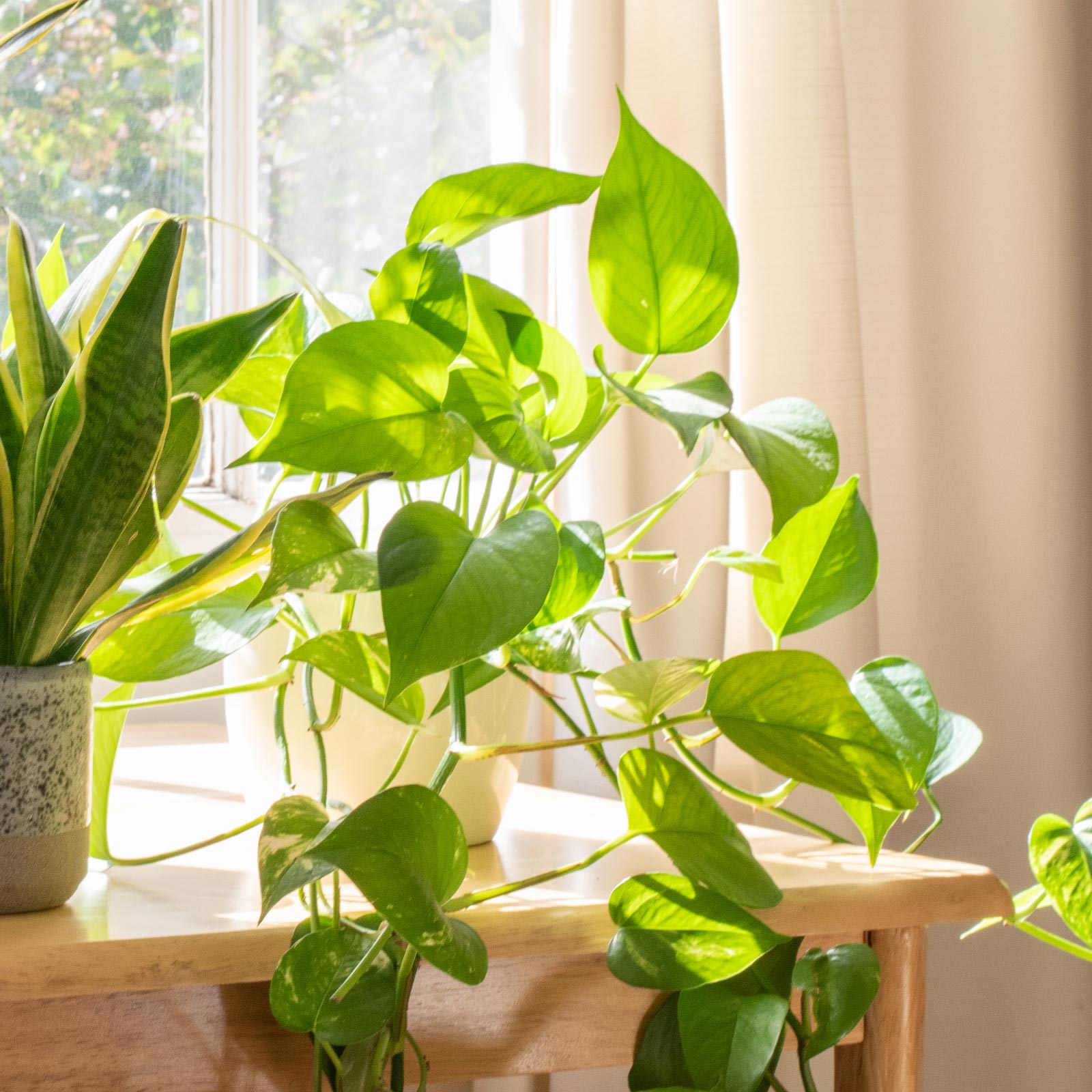 Lush Heart-Leaf Philodendron scandens Indoor House Plants