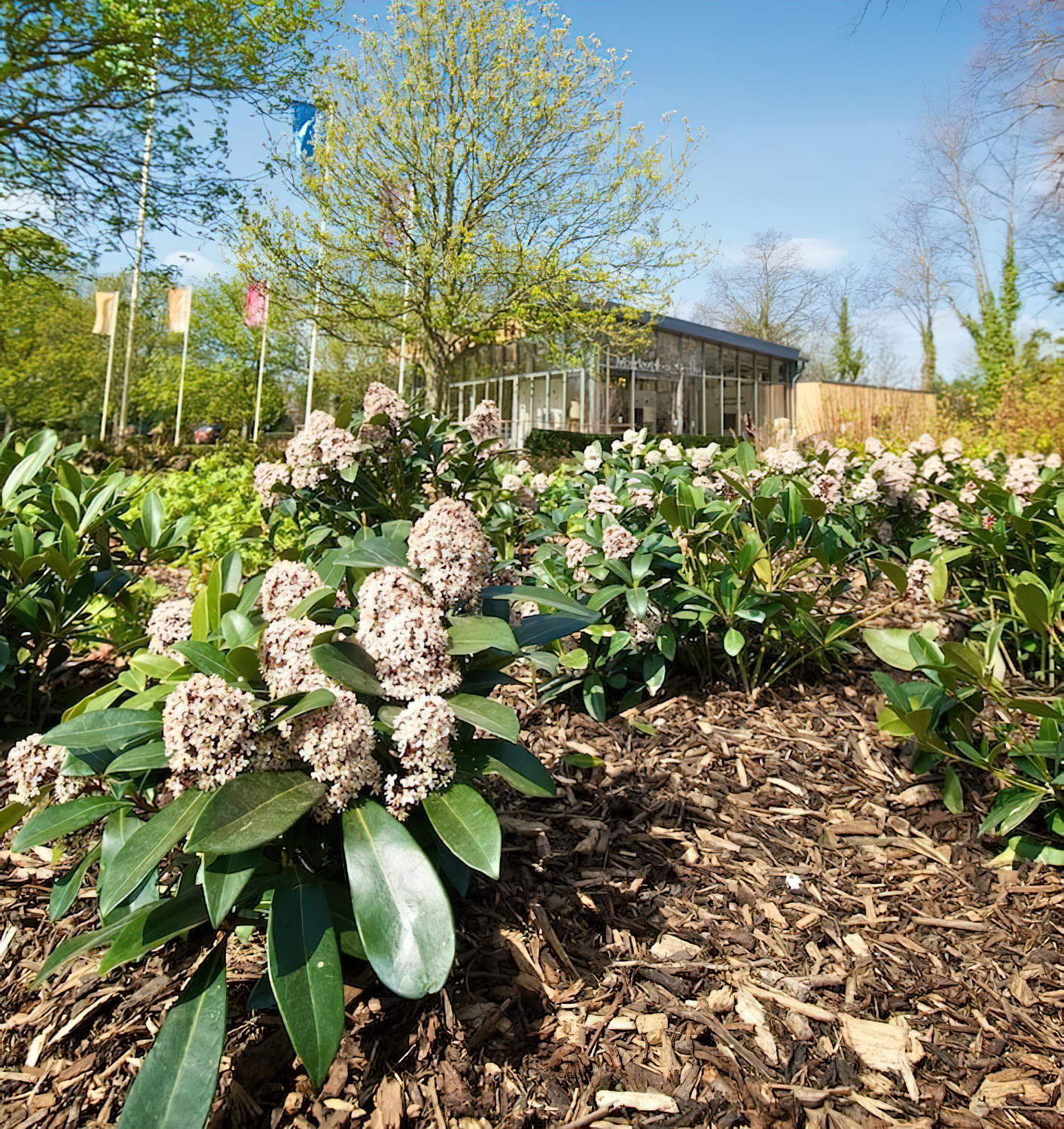 Heart of Eden Decorative Wood Bark