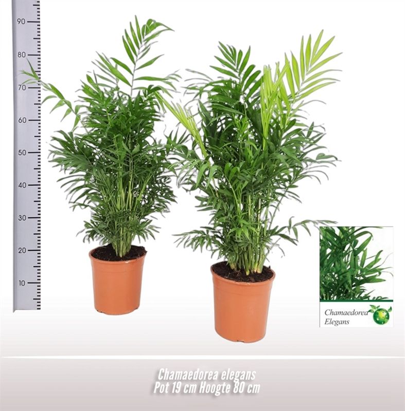 Shade-loving Parlour Palm Chamaedorea elegans Indoor House Plants