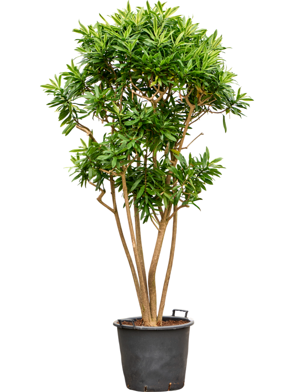 Colorful Pleomele (Dracaena) reflexa 'Song of Sri Lanka' Tall Indoor House Plants Trees