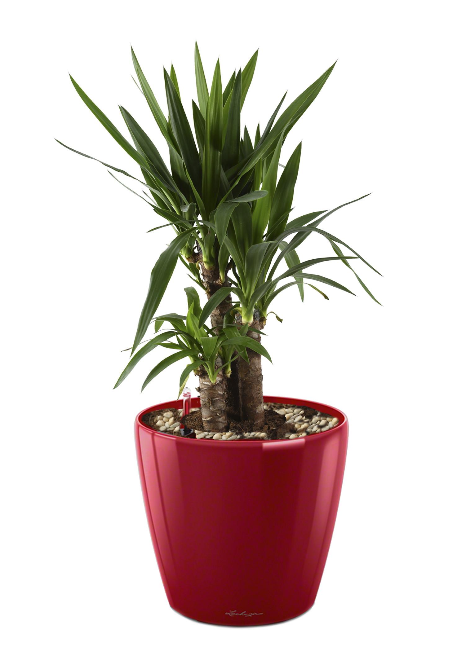 Yucca in LECHUZA CLASSICO LS Self-watering Planter, Total Height 80 cm