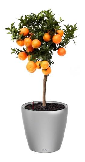 Tangerine Tree in LECHUZA CLASSICO LS Self-watering Planter, Total Height 85 cm