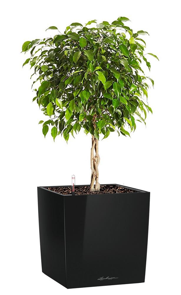 Ficus Benjamina Exotica in LECHUZA CUBE Self-watering Planter, Total Height 85 cm