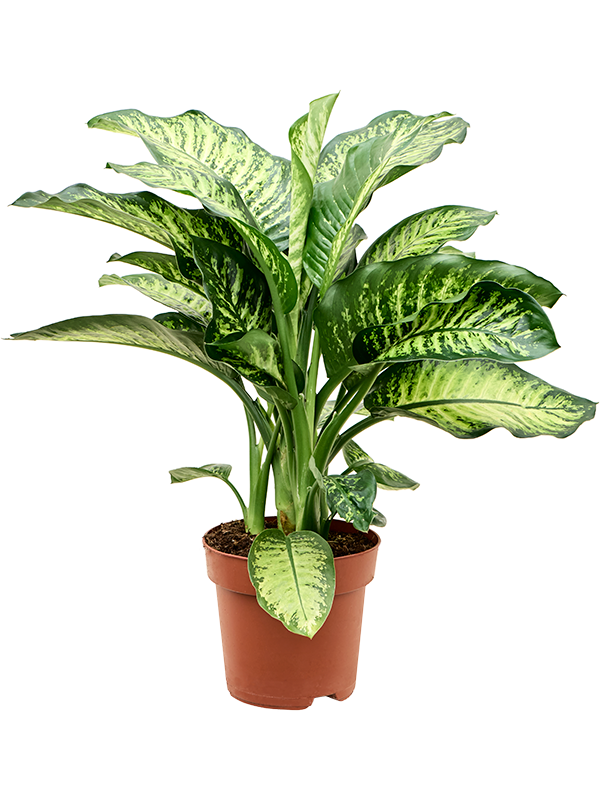 Lush Leopard Lily Dieffenbachia seguine 'Maroba' Indoor House Plants