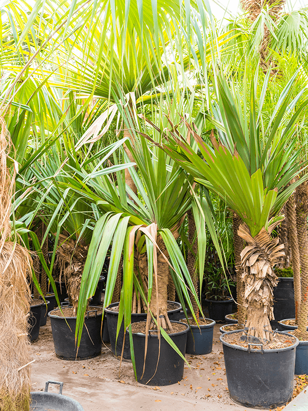 Screw Pine Pandanus utilis