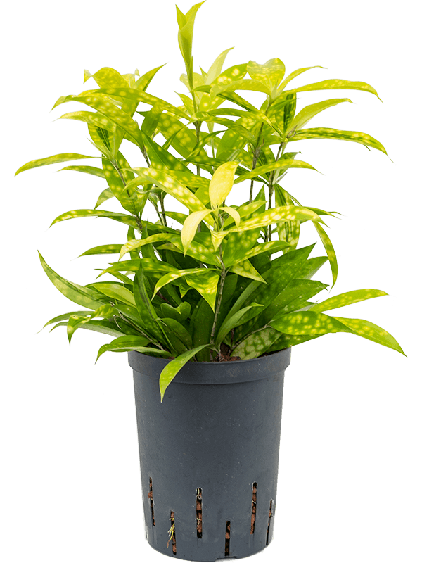 Cheerful Dragon Tree Dracaena surculosa 'Mike' Indoor House Plants