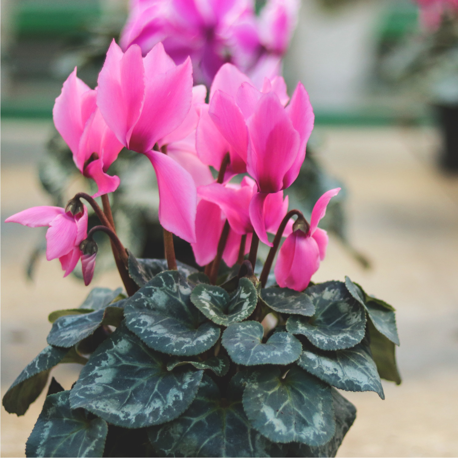House Plant Mist Fertiliser by Plantsmith