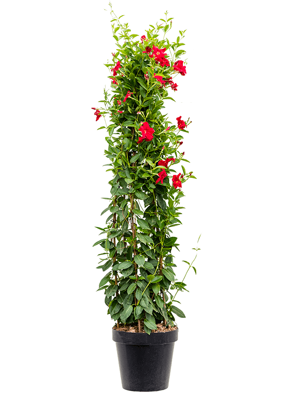 Colorful Brazilian Jasmine Dipladenia / Mandevilla red Indoor House Plants