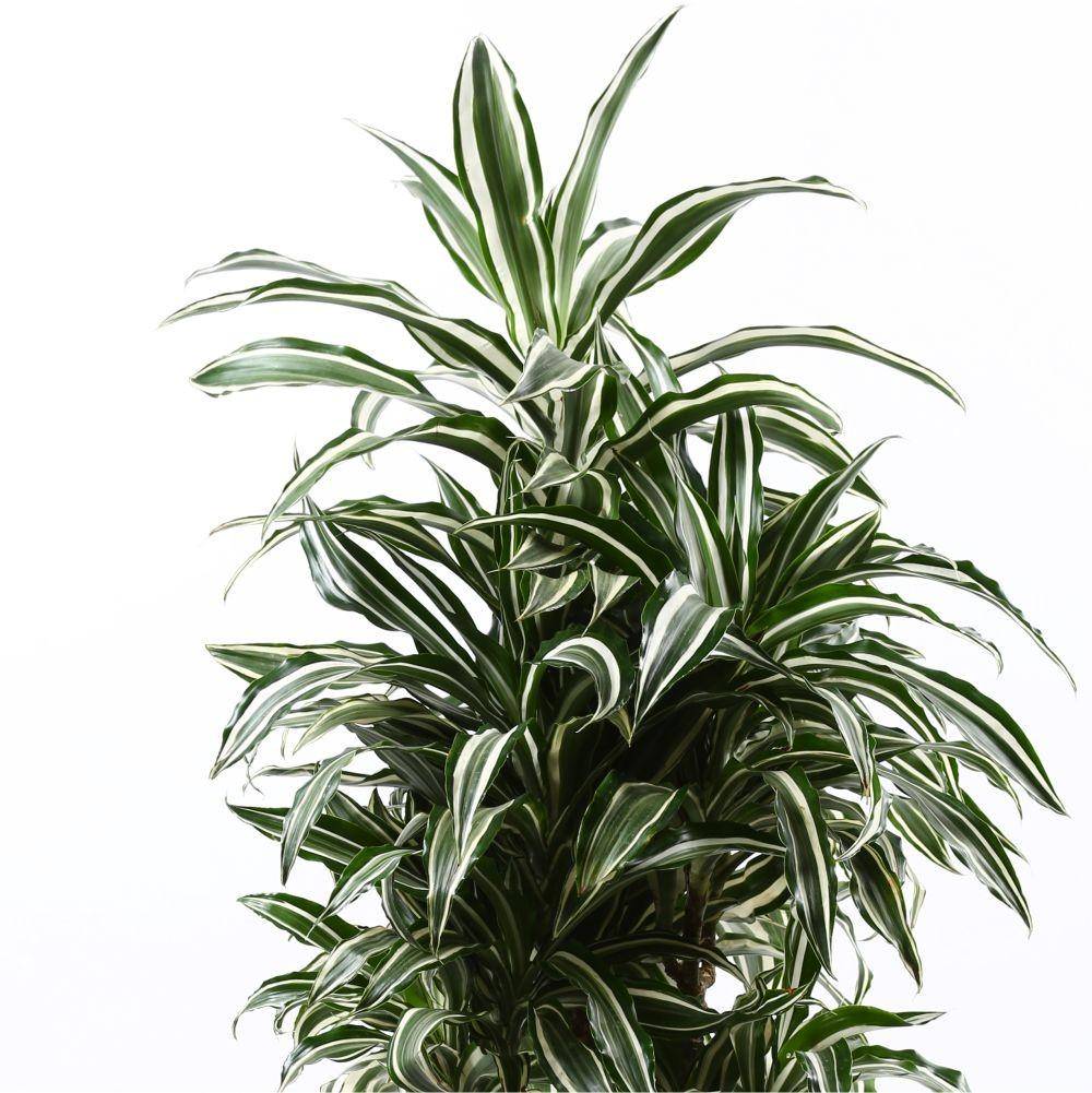 drachenbaum sunray Dracaena Sunray – Drachenbaum – mit Korb – Grün – Topf 21 cm – Höhe 90 —  Planten247.nl main image 0