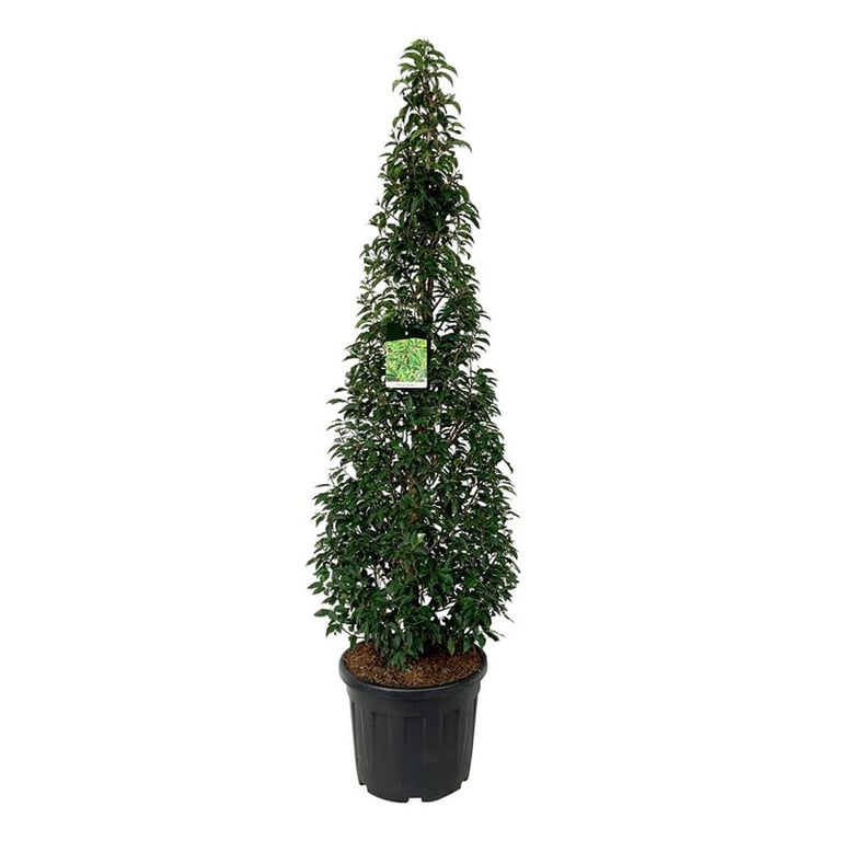 Lush Portugal Laurel Prunus lusitanica 'Angustifolia' Outdoor Plants