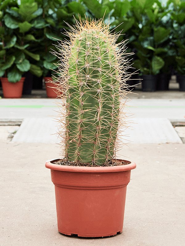 Pasacana Cactus Trichocereus pasacana 'variegata' Indoor House Plants W30  H(70-80) cm, Potsize D32 cm
