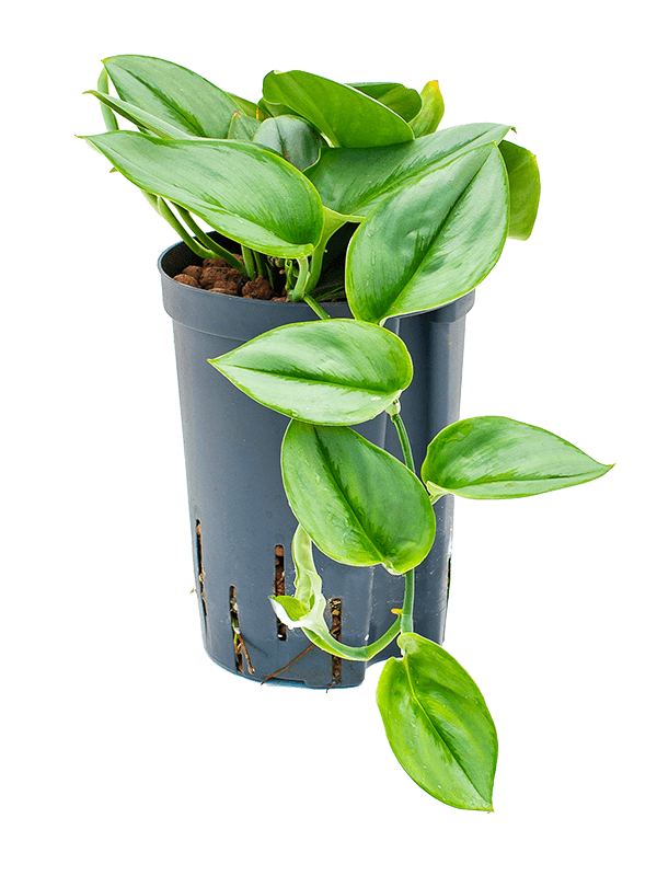 Lush Heart-Leaf Philodendron 'Metal Green' Indoor House Plants