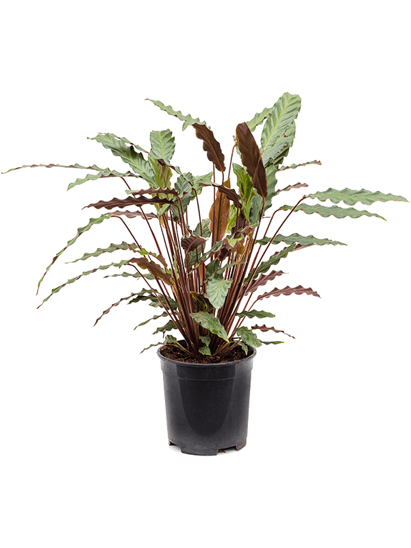 Elegant Peacock Plant Calathea rufibarba 'Wavestar' Indoor House Plants